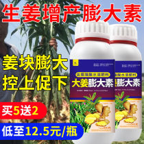 Large ginger foliage fattening ginger puffed with increased production of vegetarian underground ferocity to promote root and seedling stem coarse disease resistance water soluble fertilizer