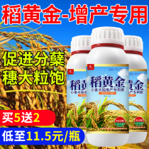Rice foliar fertilizer to increase production and high-yield special fertilizer lodging resistance disease-resistant fertilizer Green grouting tillering fertilizer Rice gold