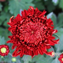 Chrysanthemum pot flower plant September daisy daisy four seasons flower plant