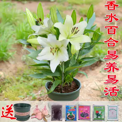 百合种球四季浓香多苞植物花种子春秋带芽好养香水百合花种球盆栽易活