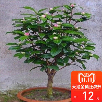 Boutique camellia camellia seedlings and potted four seasons green plant peony flower garden balcony rose rose flowers