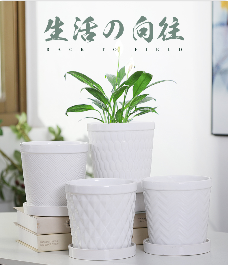 Flowerpot ceramic specials in large number contracted household money plant bracketplant heavy fleshy white butterfly orchid with tray