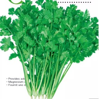 Large leaf coriander fast growing balcony potted plant