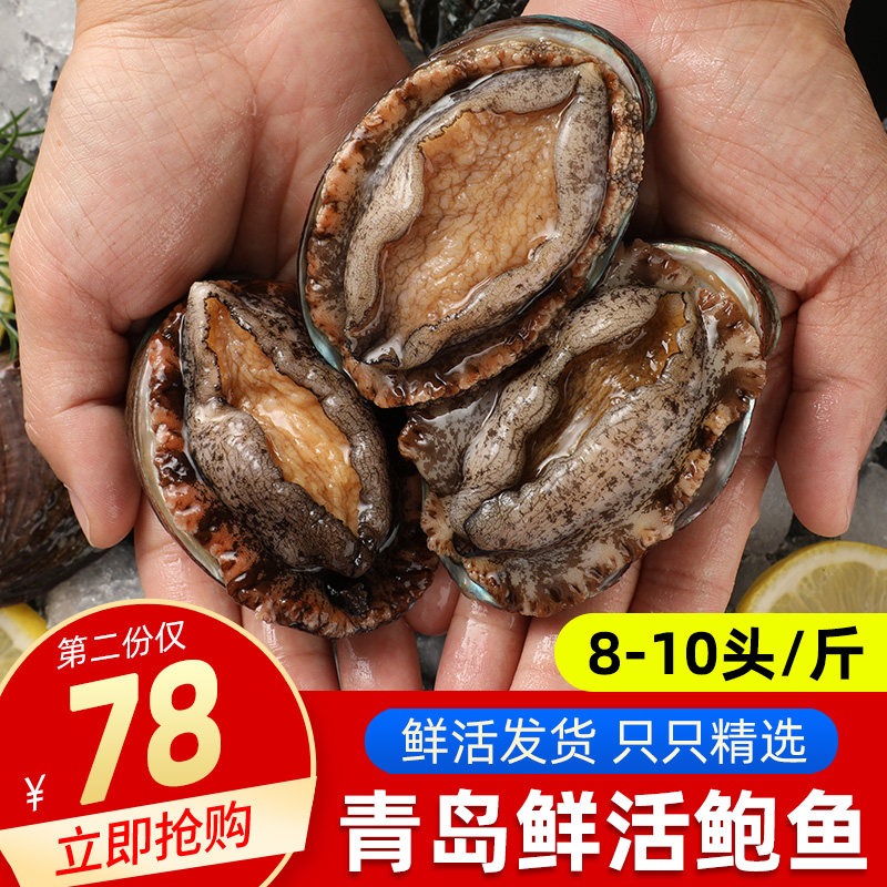 Abalone fresh extra-large abalone Seafood Seafood Shellfish Live Abalone 10 Head Shunfeng