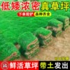 Turf real lawn with soil greening soil four-season green green grass Manila courtyard cold-resistant carpet fresh