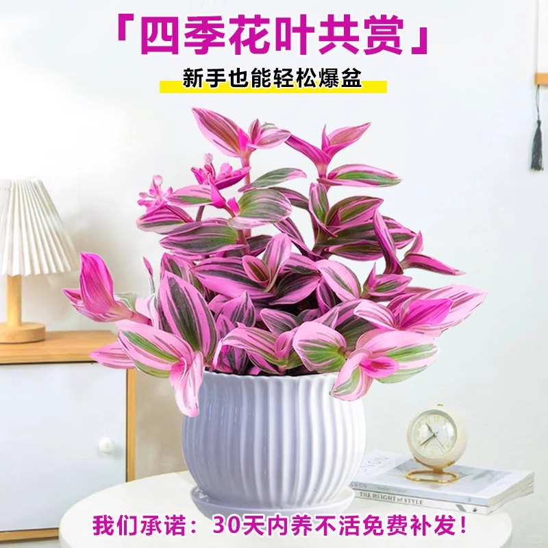 83#多肉植物❤️アエオニウム錦❤️水墨畫❤️仙墨❤️1大頭3小頭18cm 鉢土付き出荷 83#多肉植物❤️アエオニウム錦❤️水墨畫❤️仙墨❤️1大頭3小