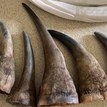 Natural fidelity African woolly rhinoceros old Asian precious small ornaments antique handpieces stationery crafts original