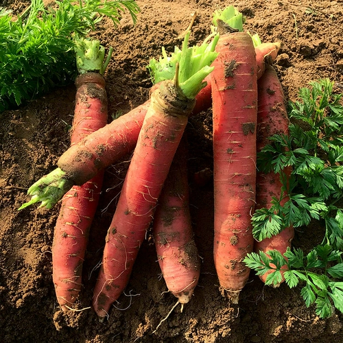 Песчаная фруктовая морковь красная кожа красное сердце Свежее и хрустящее сладкое песчаное гнездо сырое, есть морковные овощи с грязью 10