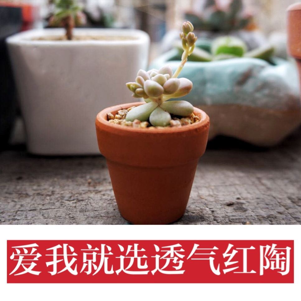 Red clay pot biscuit firing desktop rural green plant is cylindrical, small the plants with small, fleshy flowerpot pure manual