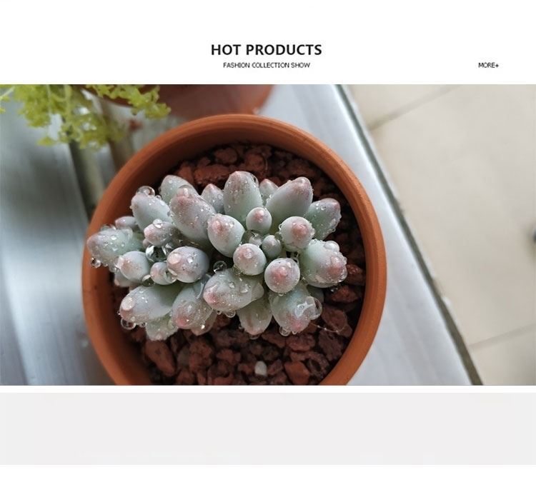 Red clay pot biscuit firing desktop rural green plant is cylindrical, small the plants with small, fleshy flowerpot pure manual