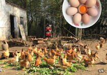 Parquet Food Franchise Store Spicy small Ding Jiuhua Mountain home-cooked egg farm bamboo forest Scattered Earth eggs 40-1500g