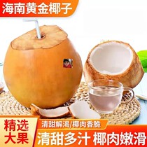Green Fruits Fresh Hainan Gold Coconut Found Hair coconut with leather clear sweet and juicy coconut meat tender and smooth taste rich and delicious