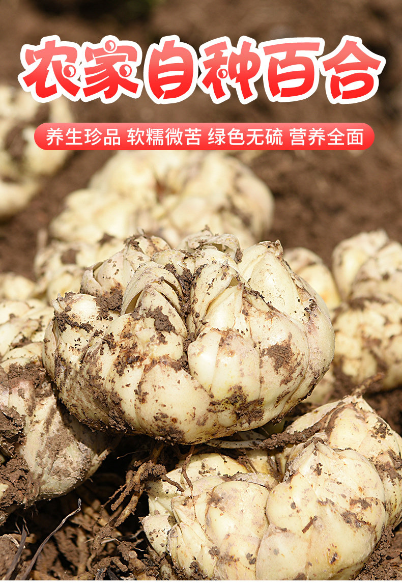 湖北恩施 卷丹百合 1000g 6头 当天现挖 图1
