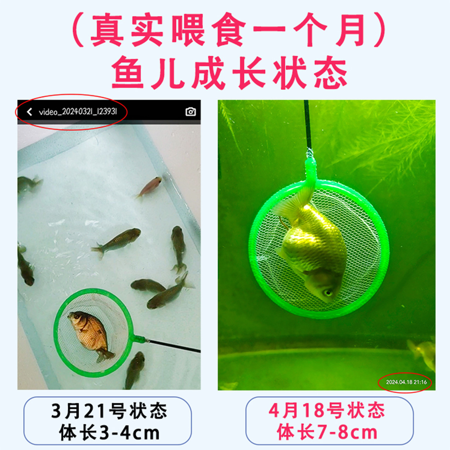 高蛋白金鱼饲料推荐 🐟 - 泰狮兰寿金鱼专用饲料-观赏鱼饲料-淘宝好物网