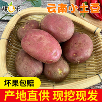 Sweet fruit music Yunnan small potato potato red skin potato yellow heart potato fresh vegetable origin wholesale