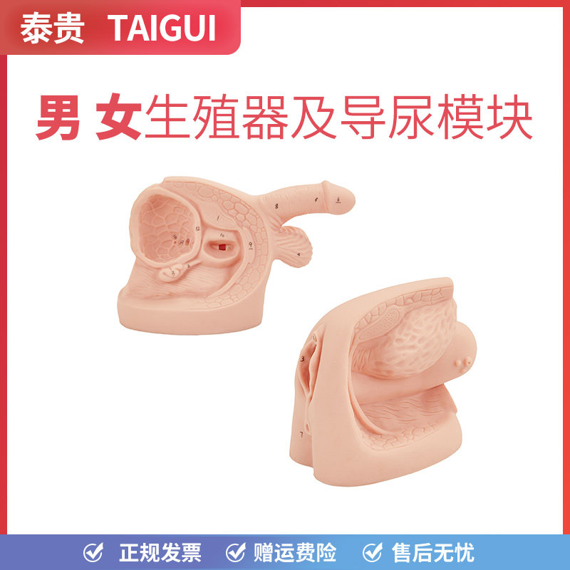 男性女性内外生殖器及导尿模块解刨结构带标识护理教学假人体模型