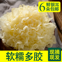 6 boxes are now picked for Old Tian fresh silver ear snow - ear glutinous ear - ear non - silver dry