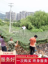 Double layer thickened outdoor camouflak network anti-jet pseudo-mounted network Mesh Sun Screen Sunscreen Sunscreen Satellite cover