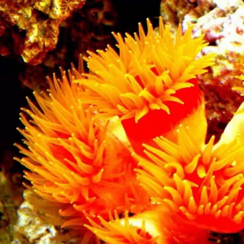 新手必看！炮仗花珊瑚软体NPS海水缸养出太阳花的终极攻略🔥-其它