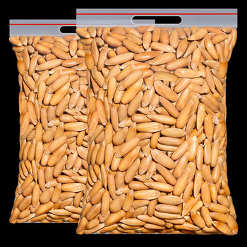 Brazilian Pine Nuts New Stock 500g Hand-Peeled Large Long Kernels 2025 Afghan Specialty Snacks for Pregnant Women New Year Nuts