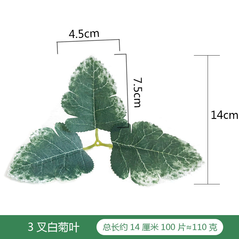 листья белой хризантемы