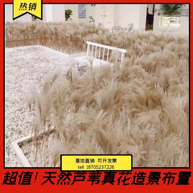 Natural reed dried flowers Net red decoration Wedding photography Wedding props Living room ornaments Eternal true flowers Landscape flower arrangement