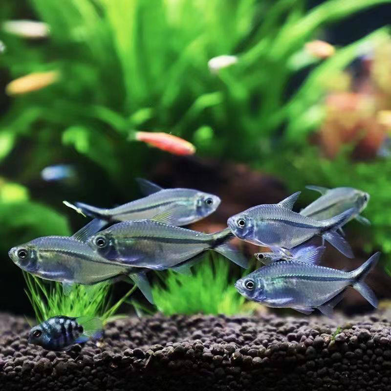 悠然水影生态水族的LOGO