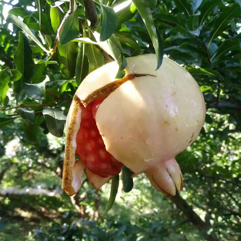 陕西特产临潼石榴包邮新鲜水果非蒙自6-9枚装净重3.5斤/5斤礼盒