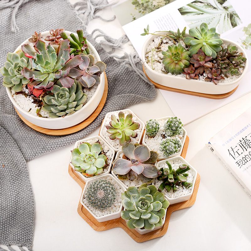 Meaty plant ceramic flower pot set combination Nordic creative move a rectangle interior contracted white basin