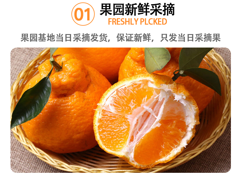 四川不知火丑橘 当季桔子橘子 5斤 图3