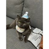 Платье кота и день рождения кошки и домашних кошек, собак и собак на день рождения, шляпы, треугольный шарф [Meow Meow Prop]
