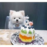 Платье кота и день рождения кошки и домашних кошек, собак и собак на день рождения, шляпы, треугольный шарф [Meow Meow Prop]