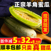 珠佃园 新鲜应季山东羊角蜜甜瓜5斤