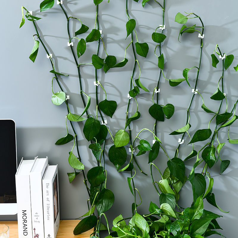 Green Vine Hanging Hooks for Wall Mounting, Garden Trellis Traction Clips, Plant Positioning, and Decorative Green Plants Green Vine Hanging Hooks for Wall Mounting, Garden Trellis Traction Clips, Plant Positioning, and Decorative Green Plants