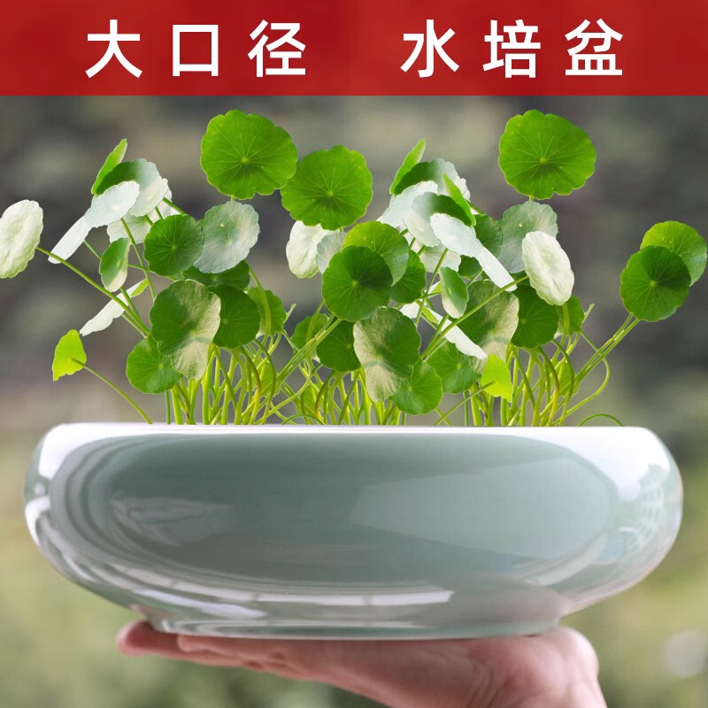 Special Hydroponic Flower Pot for Pennywort, Large-Diameter Water-Cultured Money Grass Green Plant Pot for Living Room, Ceramic Flower Vessel for Office Desk