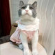 Cat Clothes Princess Pumpkin Skirt Anti-shing Spring and Autumn Thin British Shorthair Puppet Blue and White Pet Dog Home Clothing