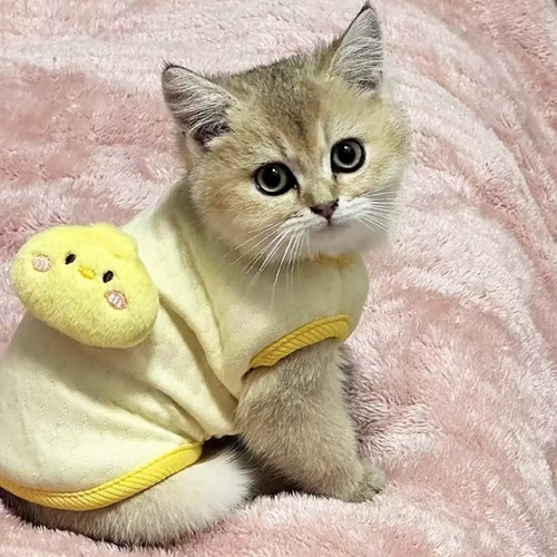 Одежда для кошек на все времена года, жилетки для котят и щенков, куклы, британские короткошерстные питомцы, кошки, собаки и щенки, чтобы согреться осенью и зимой.