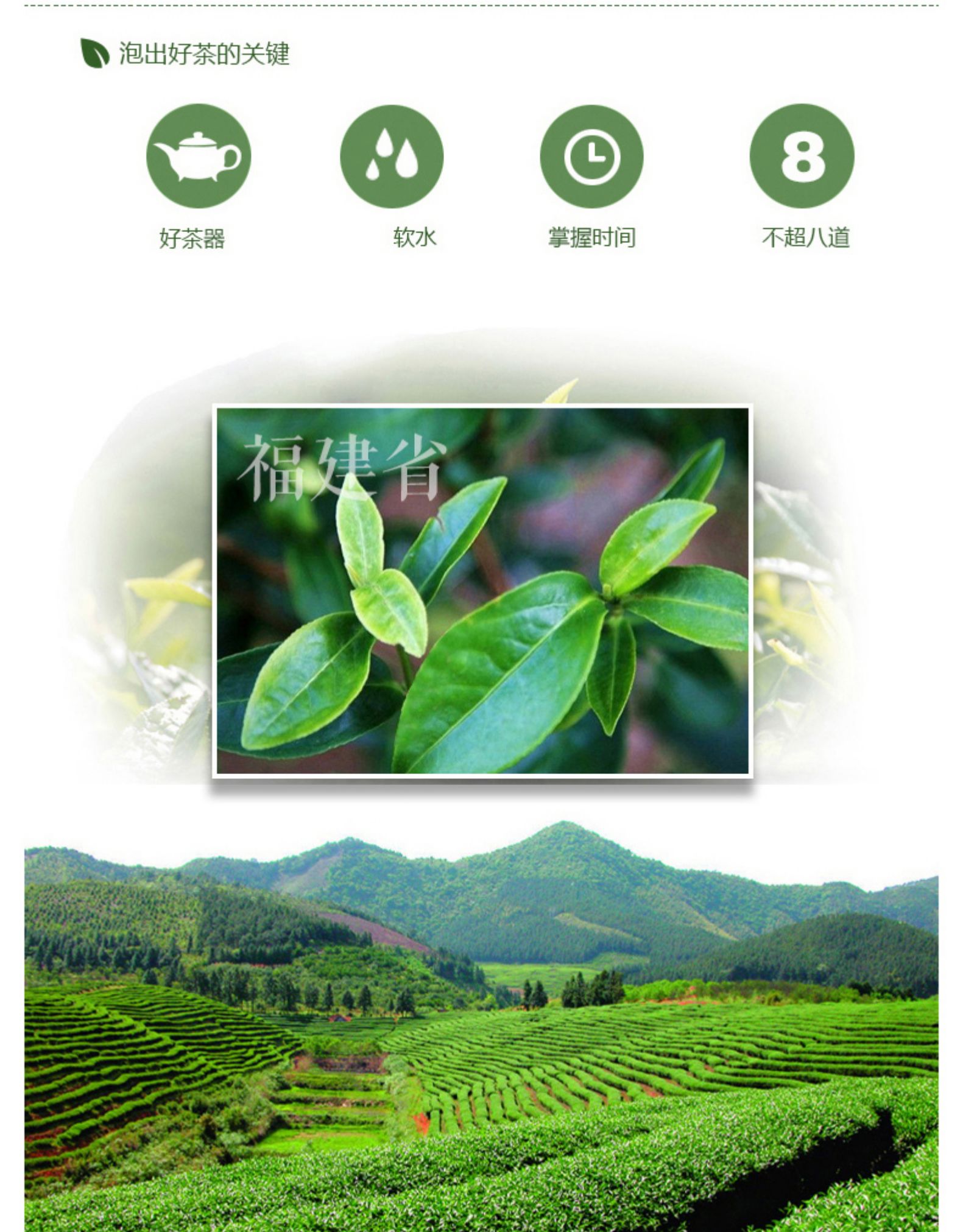 中粮旗下 中茶 蝴蝶牌 特级茉莉花茶 200g 图8