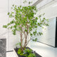 High-End Artificial Horsewood Greenery for Window Displays, Indoor and Outdoor Decoration, Large Fake Trees, Minimalist Landscape