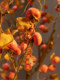 Artificial Persimmon Tree, Wishing Tree, Indoor and Outdoor New Year Decoration, Red Envelope Tree, New Chinese Style Fake Tree, Pomegranate Tree, Large Landscaping
