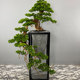 New Chinese-Style Welcoming Pine Floor-Standing Ornament, Artificial Pine Tree for Living Room, Entrance Hall, Flower Stand, Potted Green Plant Decoration, Landscaping