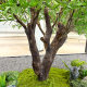 High-Quality Olive Tree Large Floor-Standing Artificial Green Plant for Indoor and Outdoor Landscape Decoration, High-End Window Display, Tea Room Landscaping, Artificial Tree