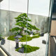 Artificial Welcoming Pine Tree, Large-Scale Artificial Boxwood Pine for Indoor and Outdoor Window Decoration, New Chinese-Style Landscaping Green Plant