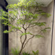 High-End Simulated Feather Maple Leaf Tree Horse Drunken Wood Indoor Fake Tree Green Plant Landscaping Decoration Large Banyan Tree Window Plant