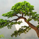 High-end pine tree simulation black pine landscaping ornaments landscape artificial tree podocarpus interior decoration new Chinese style floor-to-ceiling Zen