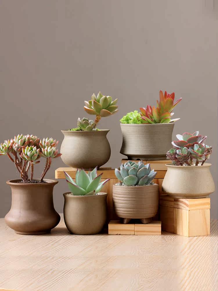 Meat flower pot 2021 new unique light luxury high-end class feeling good-looking golden ge special scattered tail sunflower European-style spider orchid