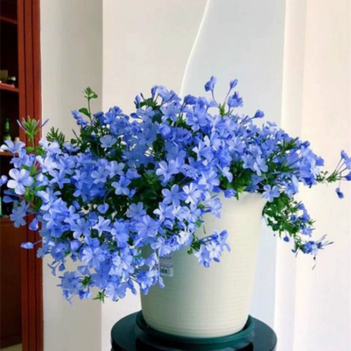 Голубое снежное растение цветочное цветочное цветочное посадка орхидеи с цветами заподна
