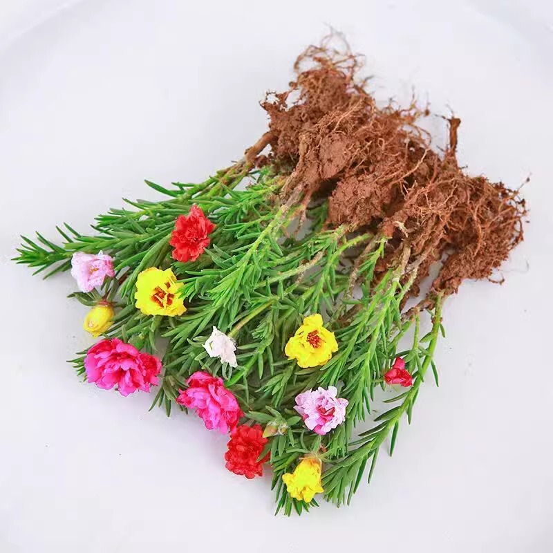 Double-Petaled Sunflower Seedlings with Roots, Potted Flowers for Outdoor Balconies and Gardens, Perennial Green Plants That Are Easy to Survive