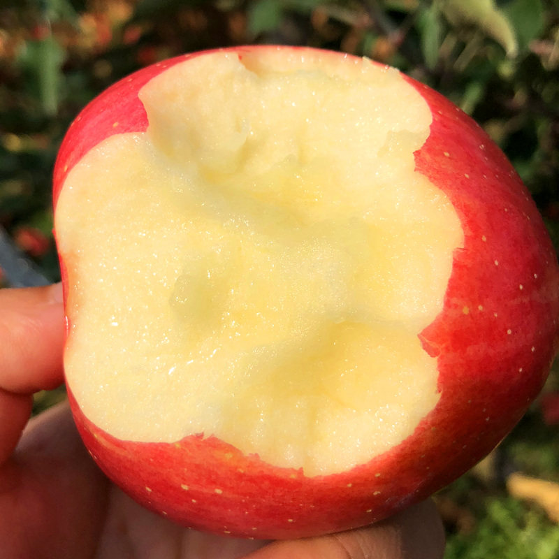 Beijing knows Kim Dapeng Education Technology Co., Ltd. 5 Yuan a 90mm Apple