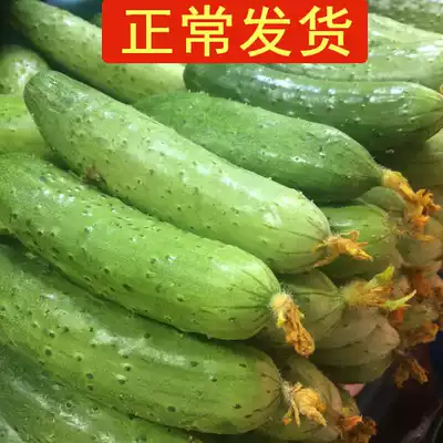 (Chang hair) 5kg fresh cucumber cucumber cucumber farm vegetables eat raw fruit Haiyang White Jade